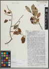Foto von Salix argyracea f. obovata Goerz